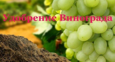 Jak krmit hrozny na jaře: pravidla hnojení